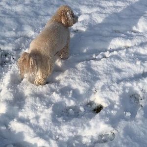 Meet your Posher, Daisy